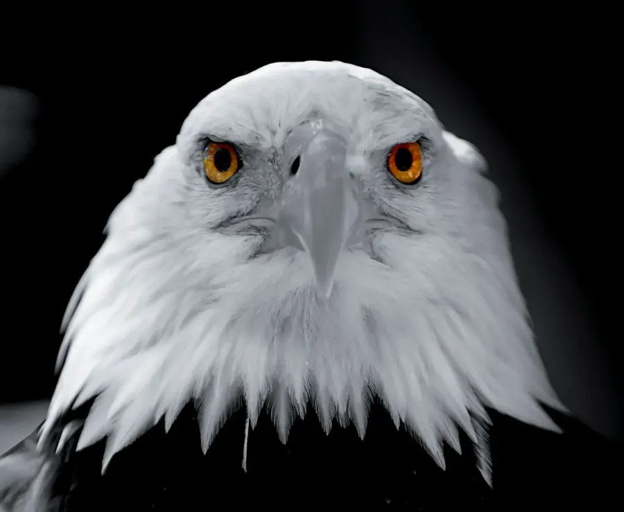 Galerie d'images de la Faune