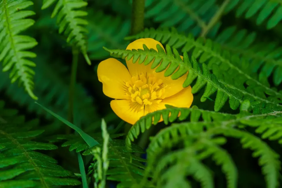 Galerie d'images de la Flore