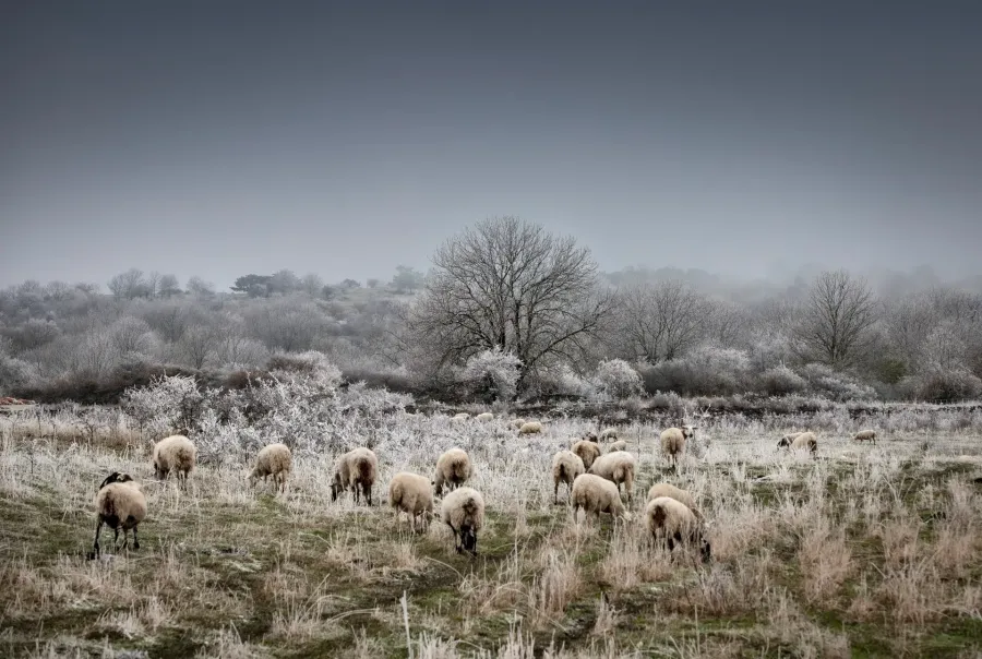 Galerie d'images de la Nature