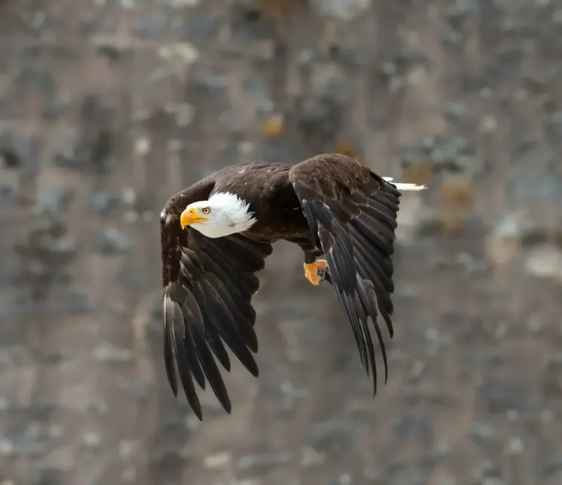 Photo formulaire de contact: aigle volant